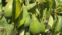 አቮካዶ
