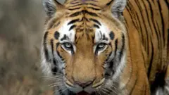ভারতের বনভূমিতে রয়্যাল বেঙ্গল টাইগার
