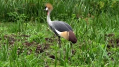 Umusambi muri Uganda