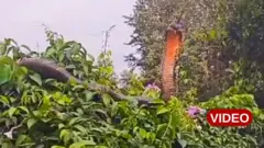 కింగ్ కోబ్రా, పాములు