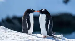 Dois pinguins-papua ficam frente a frente sobre uma superfície coberta de neve, com os bicos laranjas se tocando