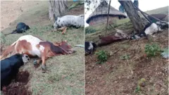 Loon saddeet bakkakaadhaan dhuman