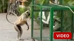 சிறுவனை தாக்கிய குரங்கு