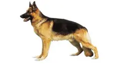 Ajá
