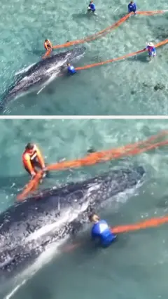 अस्ट्रेलियामा कलिलो हम्प्ब्याक ह्वेलको 'उद्धार'