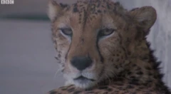 النمر العربي