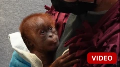 காணொளி- ஓராங்குட்டான் குரங்குக்கு சிசேரியன் மூலம் பிரசவம்