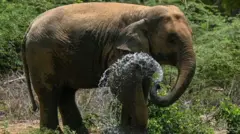 கோவையில் அமைக்கப்பட்டுள்ள வனவிலங்கு இடமாற்றம் மற்றும் சிகிச்சை மையம் பயனளிக்குமா?