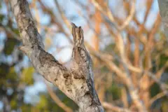 Um urutaú pousa durante o dia em um galho seco, conseguindo se camuflar graças à coloração marrom-acinzentada e à textura de sua plumagem.