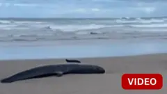 ஆஸ்திரேலியாவின் கடற்கரை ஒன்றில் ஒதுங்கிய திமிங்கலங்களை கருணைக் கொலை செய்ய முடிவா?