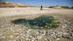 Karaman'da kuruyan İbrala Baraj gölünde toprağın üzerinde ölü balıklar - 3 Temmuz 2025 