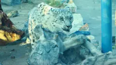 تصویر پلنگ برفی در پشت شیشه 