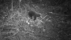 echidna, ekidna, Papua, Cycloop, keragaman hayati, pegunungan, hutan, spesies, ilmuwan