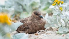 호주서 H5N1 조류독감 첫 확인…바이러스 확산에 당국 비상