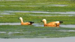 रुसबाट पनि जाडो छल्न नेपाल आउँछन् 'पाहुना चरा'