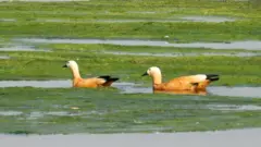 चराहरू।