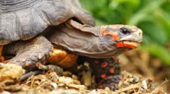A close-up of a red-footed tortoise. It is on a bed of wood chips, with green plants blurred in the background.
