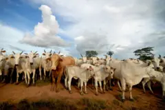 Gado na fazenda Zenith III, perto de Alta Floresta, Brasil, em 2007, quando a JBS SA era a maior produtora de carne da América Latina e estava prestes a se tornar a maior do mundo.