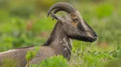 வரையாடு, தமிழ்நாடு, கேரளா, மேற்குத்தொடர்ச்சி மலை, வன விலங்குகள், காடுகள் 