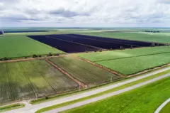 Plantaciones de caña en Florida