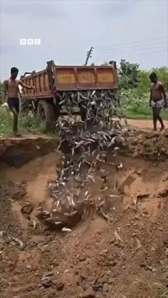 नागपुर में मछलियां नष्ट की गईं
