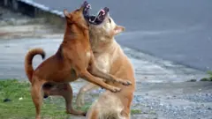 தெருநாய்கள், விலங்குகள், தமிழ்நாடு, முதலமைச்சர் ஸ்டாலின்
