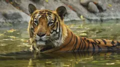 રાજસ્થાન, રણથંભોર ટાઇગર રિઝર્વ, વાઘ ગુમ, પ્રાણીઓ, બીબીસી ગુજરાતી
