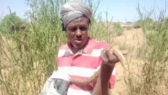 Alii Jiloo