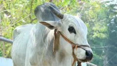 ఒంగోలు గిత్త 