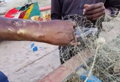 Le bras d'un pêcheur sénégalais avec des boutons et des plaies