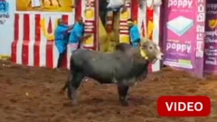 அலங்காநல்லூர் ஜல்லிக்கட்டு