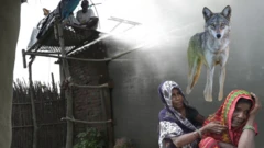 ઉત્તર પ્રદેશ વરૂનો ત્રાસ, બીબીસી ગુજરાતી 