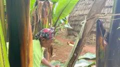 Haadhaa warqee duugaa giran