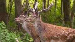 Dois cervos-vermelhos soltos em um bosque