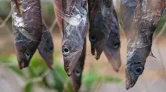 dry fish