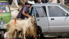 قربانی کے جانور