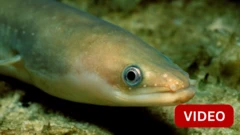 ஐரோப்பிய ஈல்