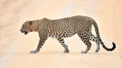 කොටියකු මරා, සම සහ නිය ගලවා ගැනීමේ සිදුවීමක් ඉකුත් දා මාදුරු ඔය ජාතික වනෝද්‍යානයෙන් වාර්තා විය.