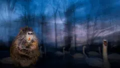 Ratão-do-banhado de pé, perto de um corpo d'água, durante o crepúsculo. Atrás dele, cisnes fantasmagóricos deslizam pela água, cercados por um fundo desfocado e onírico de árvores sem folhas, contra um céu azul e púrpura