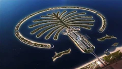 Palm