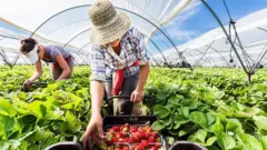 Pracownicy sezonowi zbierają truskawki w szklarni firmy Las Posadillas w Moguer, na południu Hiszpanii.