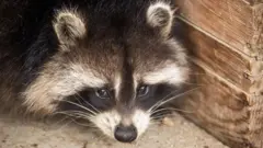 Крупный план енота, притаившегося около деревянного строения