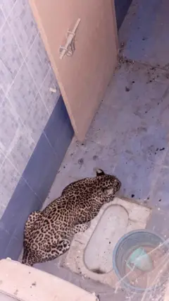 చిరుతపులి