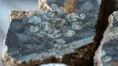 Tres fragmentos de yeso con puntos blancos que representan muérdago sobre fondo negro en dos de las piezas que se han unido formando parte del enorme rompecabezas. También hay una línea blanca que atraviesa dos de las piezas justo debajo de las bayas blancas.
