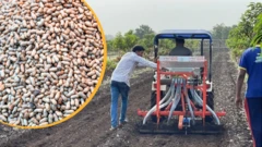 ગુજરાત, મગફળીનું વાવેતર, કપાસનું વાવેતર, ગુજરાતના મુખ્ય પાકો, બીબીસી ગુજરાતી, ગુજરાતની ખેતી, ગુજરાતમાં ખેતી, ખેત ઉત્પાદન, જૂનાગઢ