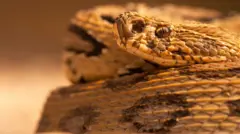 রাসেলস ভাইপার