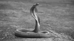 தமிழ்நாடு பாம்புக்கடி இறப்புகளைத் தடுப்பதில் சந்திக்கும் சவால்கள் என்ன?


