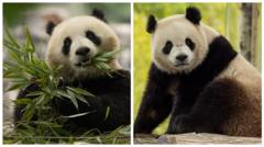 Медведица Цин Бао родилась в сентябре 2021 года, а медведь Бао Ли на месяц старше