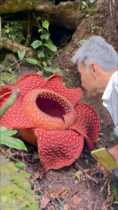 Kisah penjaga bunga Rafflesia di hutan Sumatra Barat
