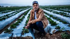 Antonio em uma plantação de morangos